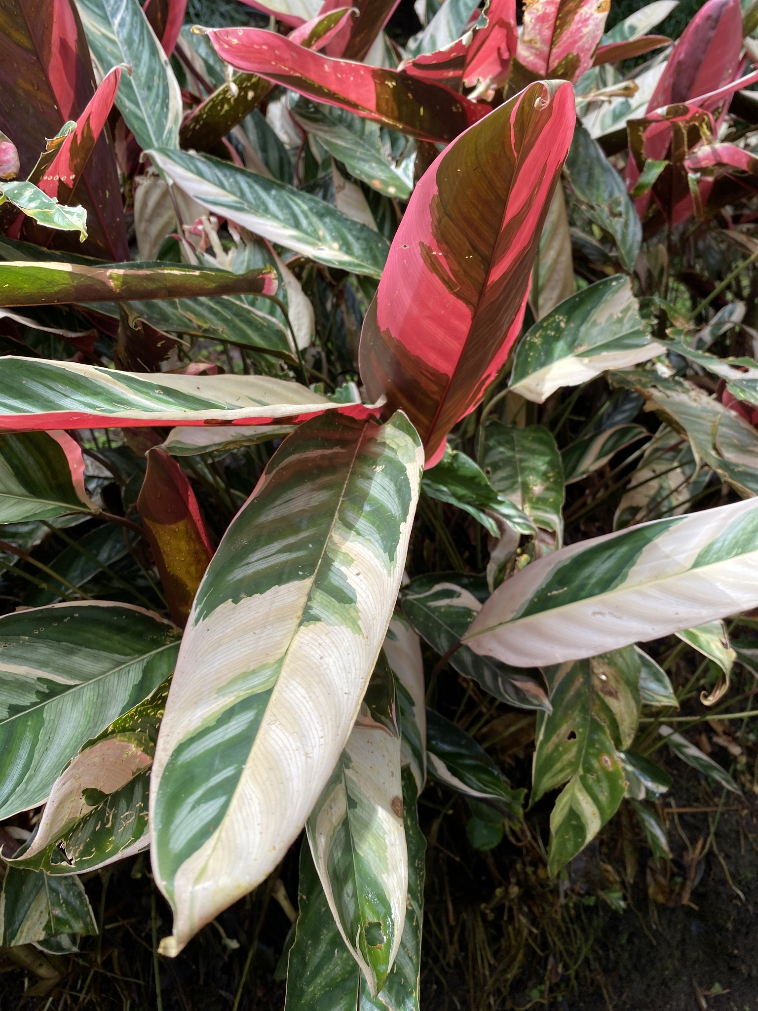 Imagem de Maranta