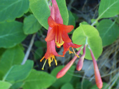 Lonicera arizonica