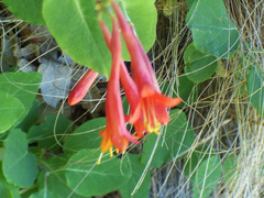 Lonicera arizonica