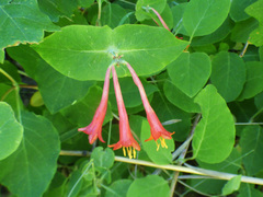 Lonicera arizonica