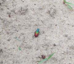 Cicindela scutellaris scutellaris