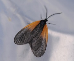 Pyromorpha dimidiata