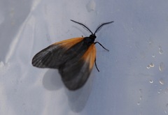 Pyromorpha dimidiata