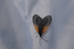 Pyromorpha dimidiata