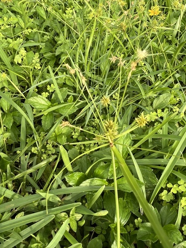 Image of Cyperus croceus by (c) David Garza, some rights reserved (CC BY)
