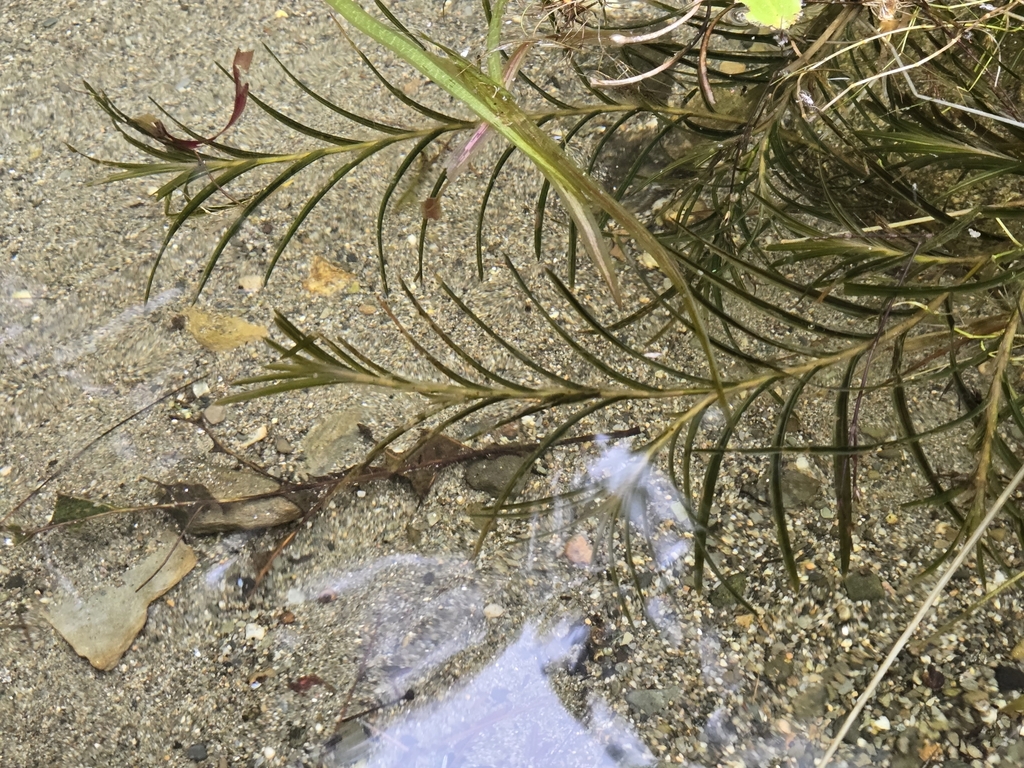 robbins' pondweed