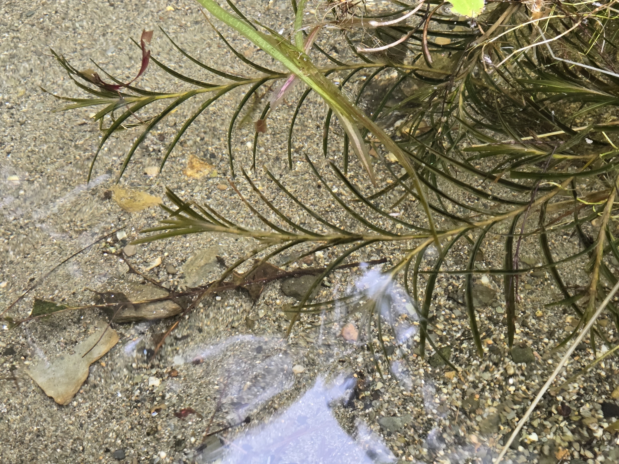 Potamogeton robbinsii