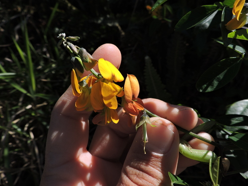 Image of Crotalaria vitellina by (c) Fabrício Mil Homens Riella, some rights reserved (CC BY)