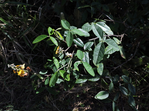Image of Crotalaria vitellina by (c) Fabrício Mil Homens Riella, some rights reserved (CC BY)