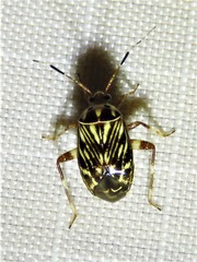 Taedia virgulata