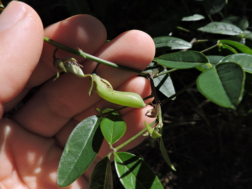 Image of Crotalaria vitellina by (c) Fabrício Mil Homens Riella, some rights reserved (CC BY)