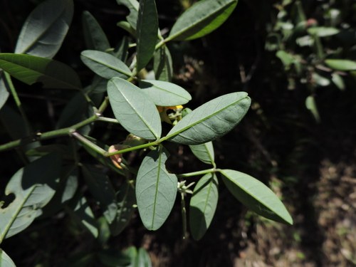 Image of Crotalaria vitellina by (c) Fabrício Mil Homens Riella, some rights reserved (CC BY)