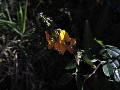 Image of Crotalaria vitellina by (c) Fabrício Mil Homens Riella, some rights reserved (CC BY)