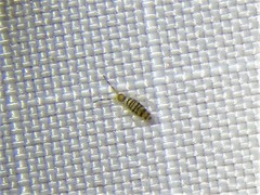 Entomobrya atrocincta