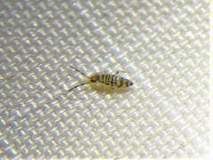 Entomobrya atrocincta