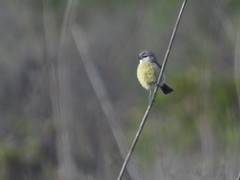 Anthoscopus minutus minutus