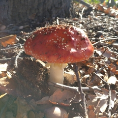 Amanita muscaria