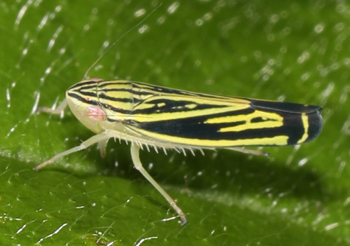 Yellow-striped Leafhopper