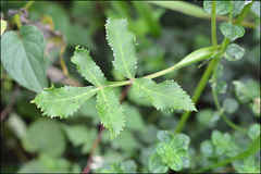 Angelica decursiva