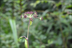Angelica decursiva