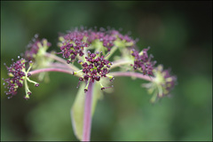 Angelica decursiva