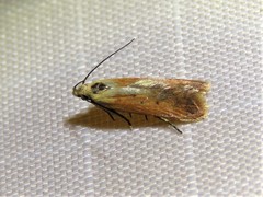 Anacampsis fullonella