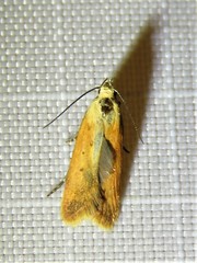Anacampsis fullonella