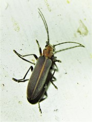 Oxacis trimaculata