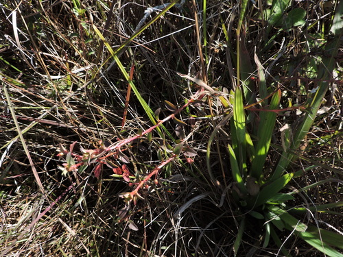 Image of Creole Tea (Sauvagesia erecta) by (c) Fabrício Mil Homens Riella, some rights reserved (CC BY)