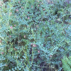 Hosackia crassifolia crassifolia