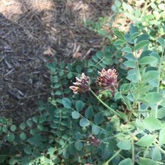 Hosackia crassifolia crassifolia