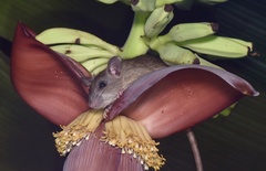 Edward's Rat photo 2