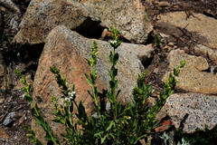 Penstemon deustus pedicellatus
