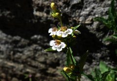 Penstemon deustus pedicellatus