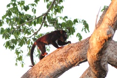 Alouatta discolor