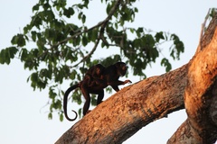 Alouatta discolor