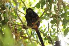 Alouatta discolor