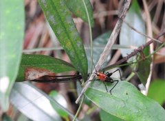 Conocephalus melaenus