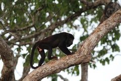 Alouatta discolor