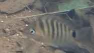 Blue-eye cichlid (Cryptoheros spilurus) — Cichlidae