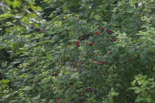 Rauvolfia tetraphylla - Whole tree