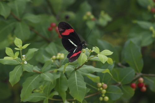 Rauvolfia tetraphylla - Whole tree