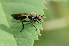 Eudioctria