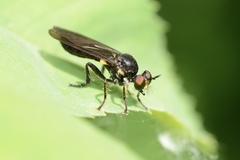 Eudioctria