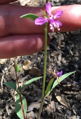 Clarkia rhomboidea