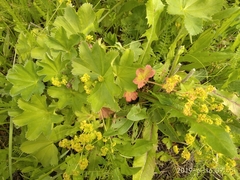 Alchemilla sarmatica