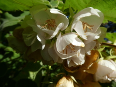 Dombeya burgessiae