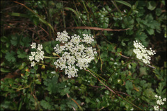 Kitagawia terebinthacea