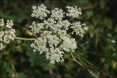 Kitagawia terebinthacea