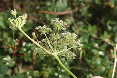 Kitagawia terebinthacea